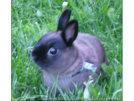 mon lapin - Photo de Rongeurs