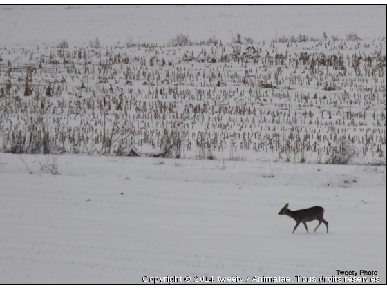 petite biche dans la neige - Photo de Animaux sauvages