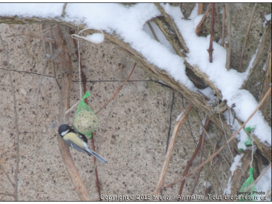 repas d&#039;hiver d&#039;un petit oiseau - Photo de Oiseaux