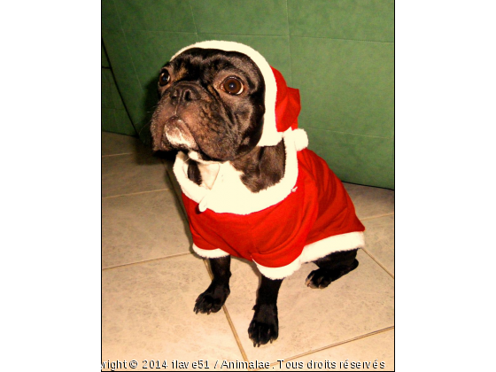 Eden en mère noel - Photo de Chiens