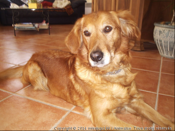 golden retriever femelle - Photo de Chiens