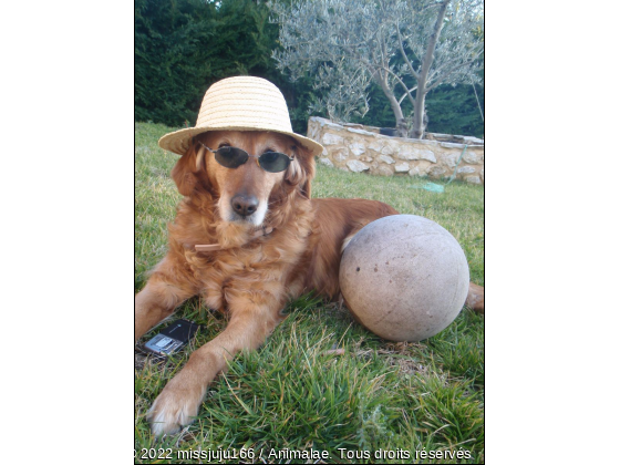 golden retriever femelle - Photo de Chiens