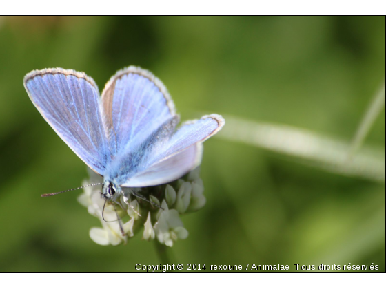 beau papillon bleu - Photo de Microcosme