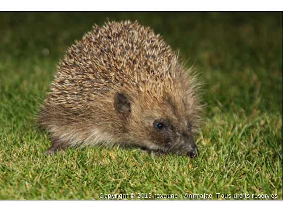 hérisson timide - Photo de Animaux sauvages