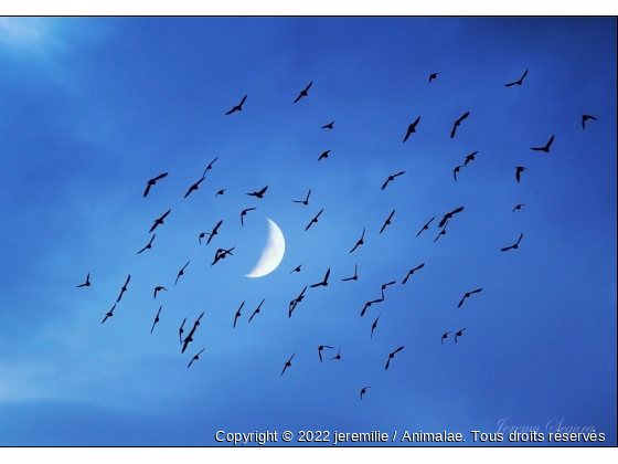 les oiseaux m&#039;attaquent - Photo de Oiseaux