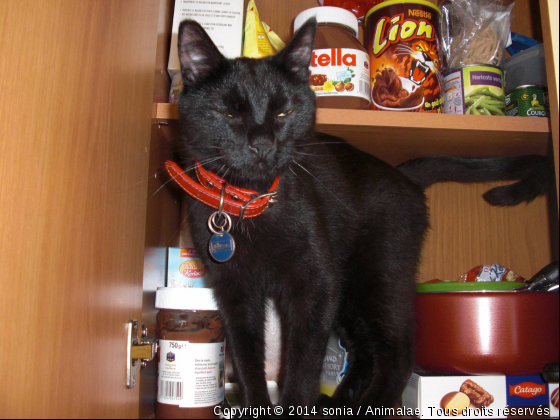 biscuit le chat dans le placard - Photo de Chats