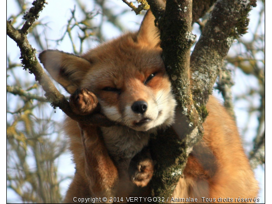 Sieste dans les arbres - Photo de Animaux sauvages