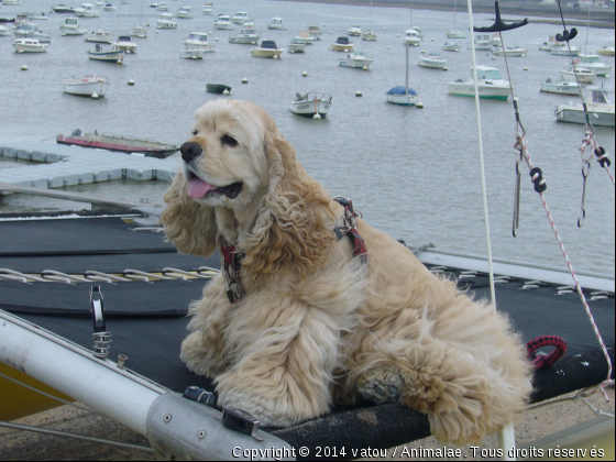 Vatou en vacances - Photo de Chiens