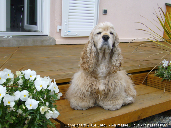 Vatou à la maison - Photo de Chiens