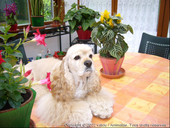 Le plus affectueux des cockers - Photo de Chiens