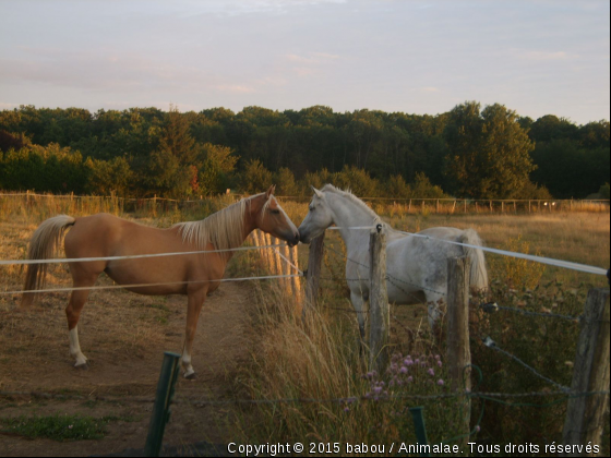 Mes amours - Photo de Chevaux