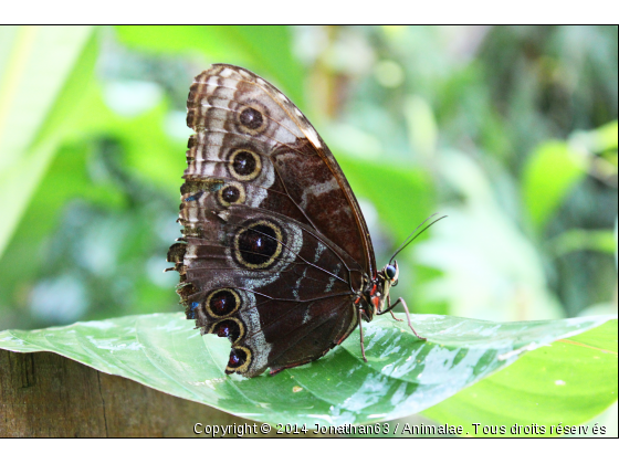 Papillon - Photo de Microcosme