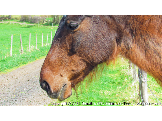 Portrait de Cheval - Photo de Chevaux