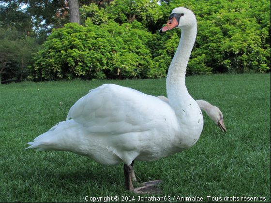 Cygne - Photo de Oiseaux