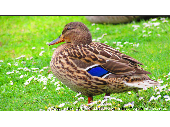 Canard - Photo de Oiseaux