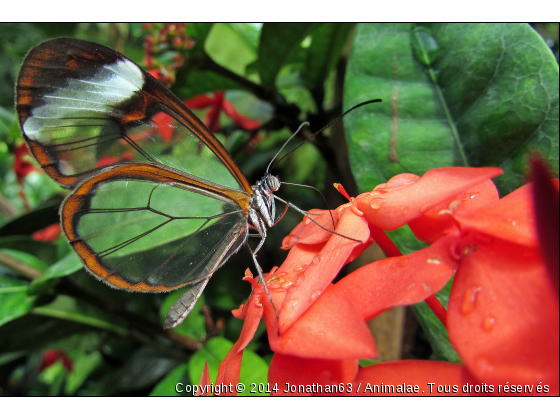 Papillon - Photo de Microcosme