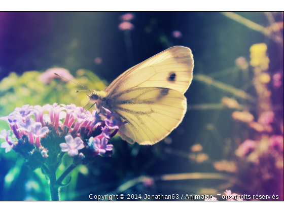 Papillon - Photo de Microcosme