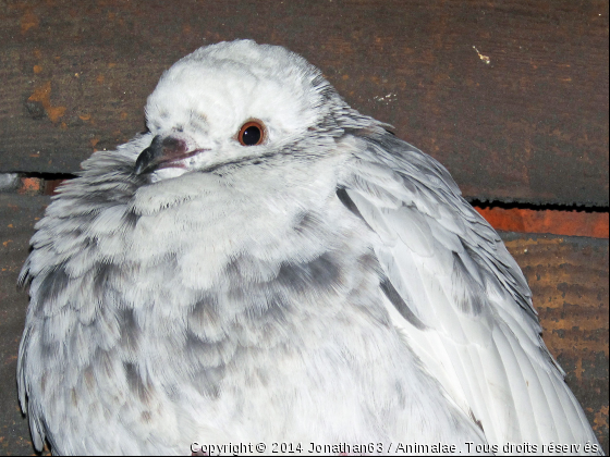 Pigeon blanc - Photo de Oiseaux