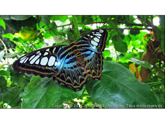 Papillon - Photo de Microcosme