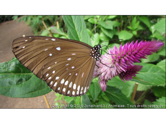 Papillon - Photo de Microcosme