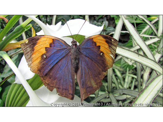 Papillon - Photo de Microcosme