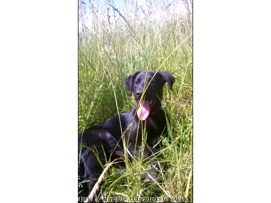 c bo la nature - Photo de Chiens