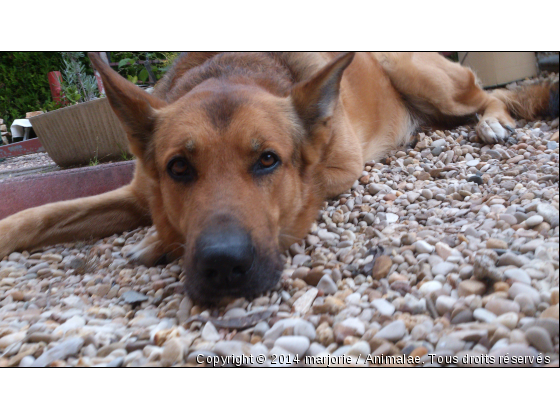 gros loup - Photo de Chiens