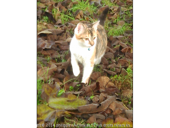 1 er sortie - Photo de Chats