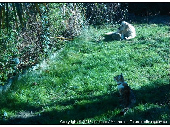 attentif - Photo de Chats