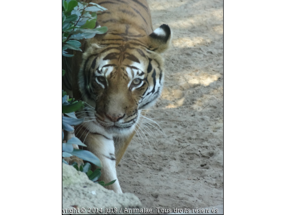 tigre - Photo de Animaux sauvages