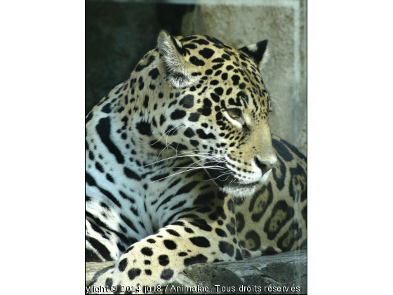 panthère - Photo de Animaux sauvages