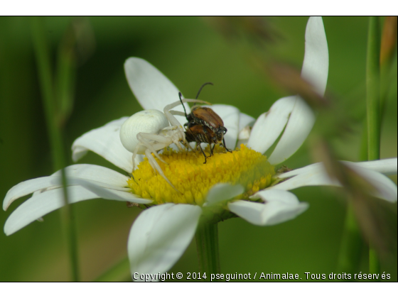 Araignée crabe à l&#039;afut  - Photo de Microcosme