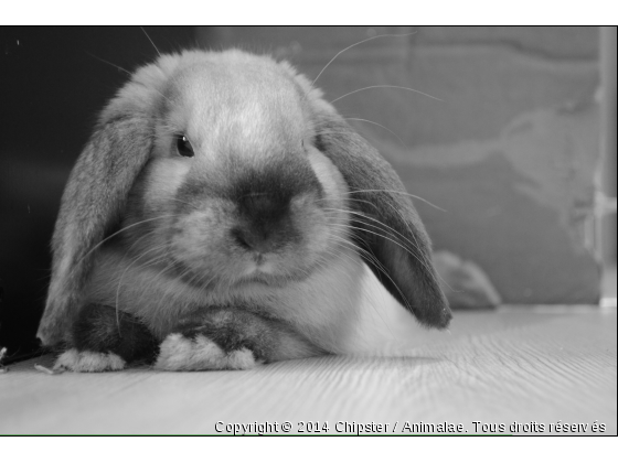 Un amour de lapin - Photo de Rongeurs