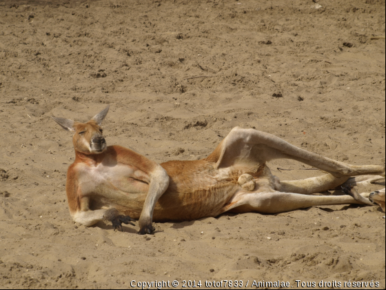 la bronzette du kangourou - Photo de Animaux sauvages