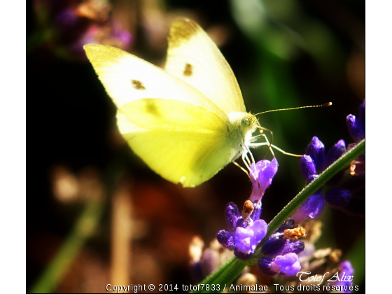 le papillon butine - Photo de Microcosme
