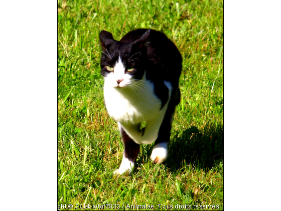 le chat kangourou - Photo de Chats