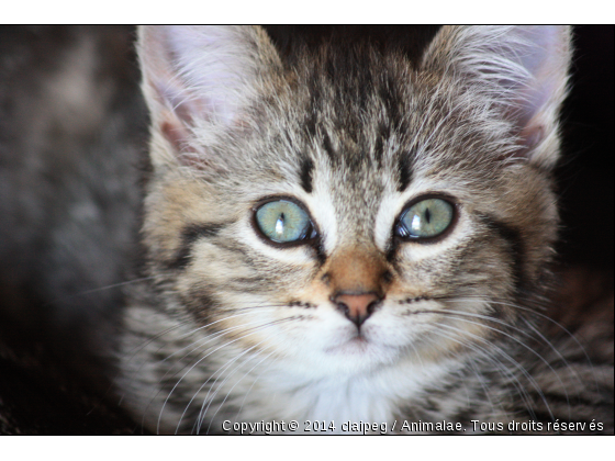 jalie la petite derniere - Photo de Chats