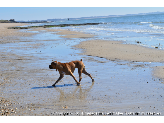 mouvement - Photo de Chiens