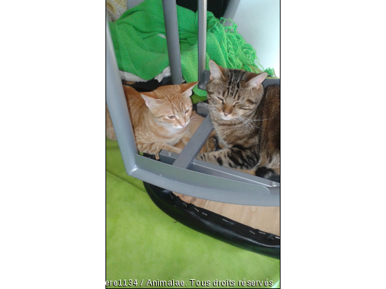 jade et gypsi - Photo de Chats