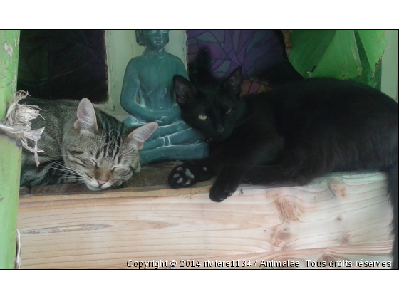 guiness et gypsi - Photo de Chats