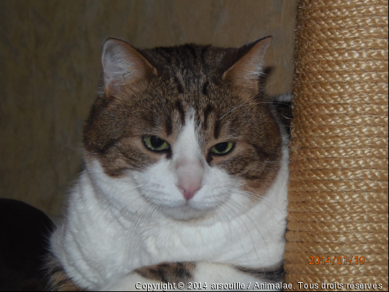 arsouille - Photo de Chats