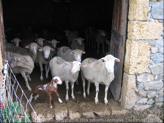 hey vnez voir !! - Photo de Animaux Ferme