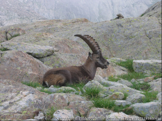 sacrées cornes !! - Photo de Animaux sauvages