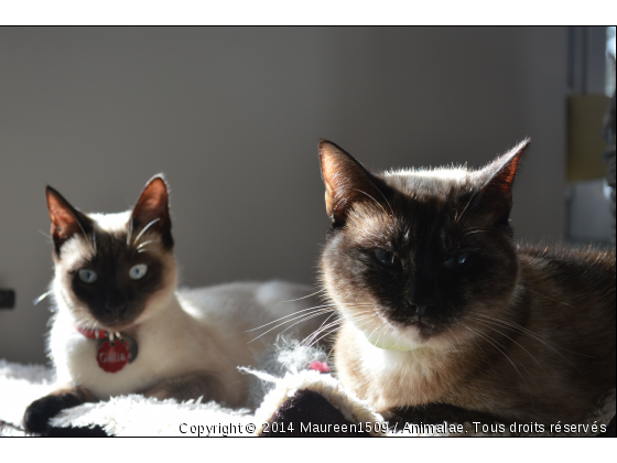 Galia et Mumuche - Photo de Chats