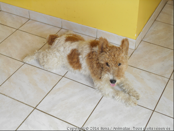 mon adorable fox terrier - Photo de Chiens