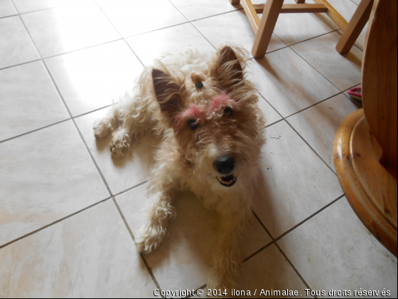 je suis maquillée  - Photo de Chiens