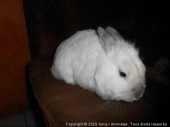 mon lapin - Photo de Rongeurs