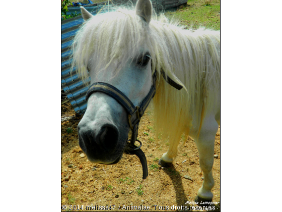 Poney  - Photo de Chevaux