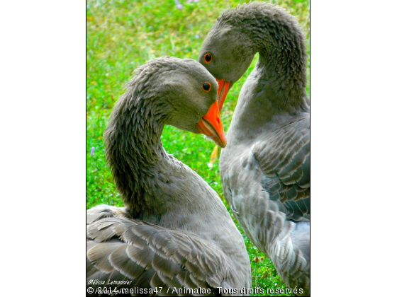 Oie - Photo de Oiseaux