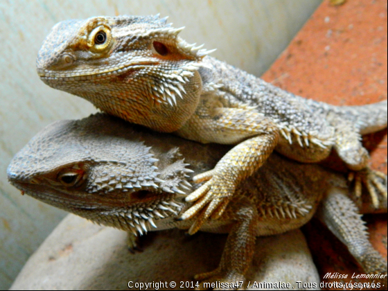 Couple de Lézard - Photo de Reptiles